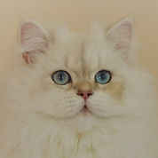 Exclusive Albus